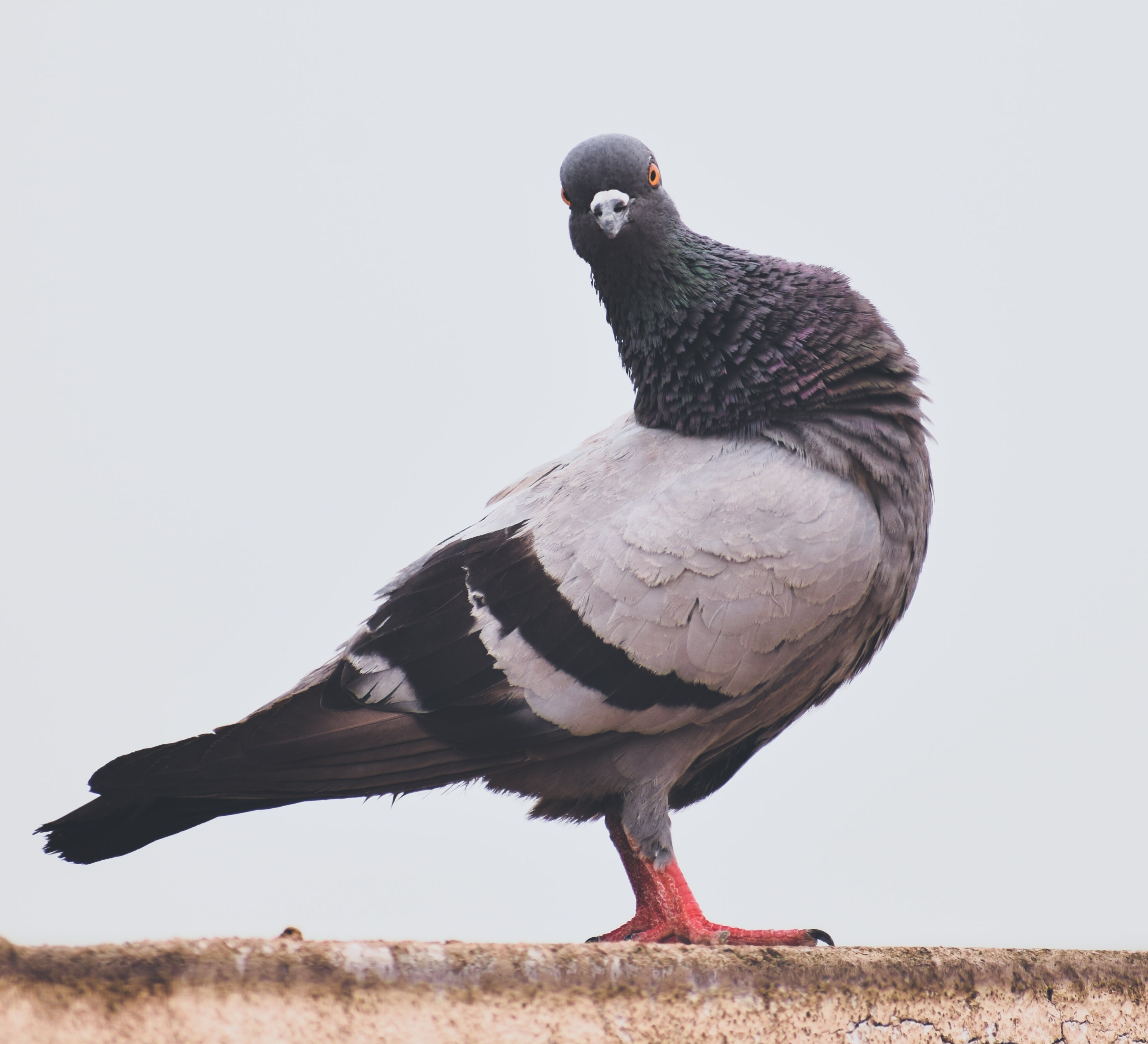 Why Pigeons at Rest Are at the Center of Complexity Theory